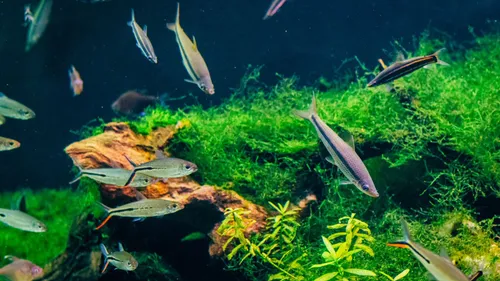 Fish swimming among green plants and rocks in an aquarium.