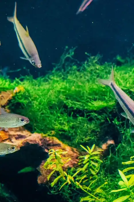 Fish swimming among green plants and rocks in an aquarium.