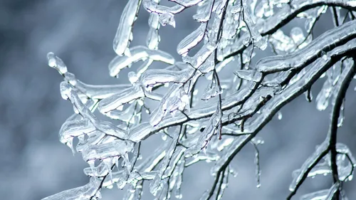 Bare twigs encased in clear ice against a blurred blue-gray background.