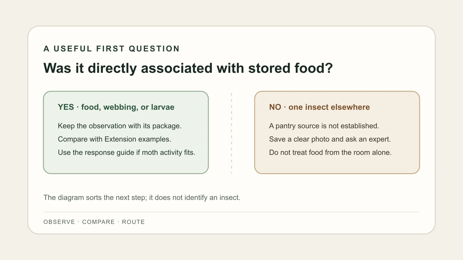 A simple decision path asks whether an insect was found with stored food, then points to source photos or an expert when the match is uncertain.