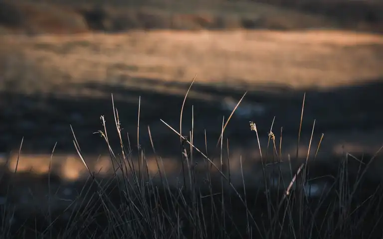 Dry grasses in a field in low evening light.