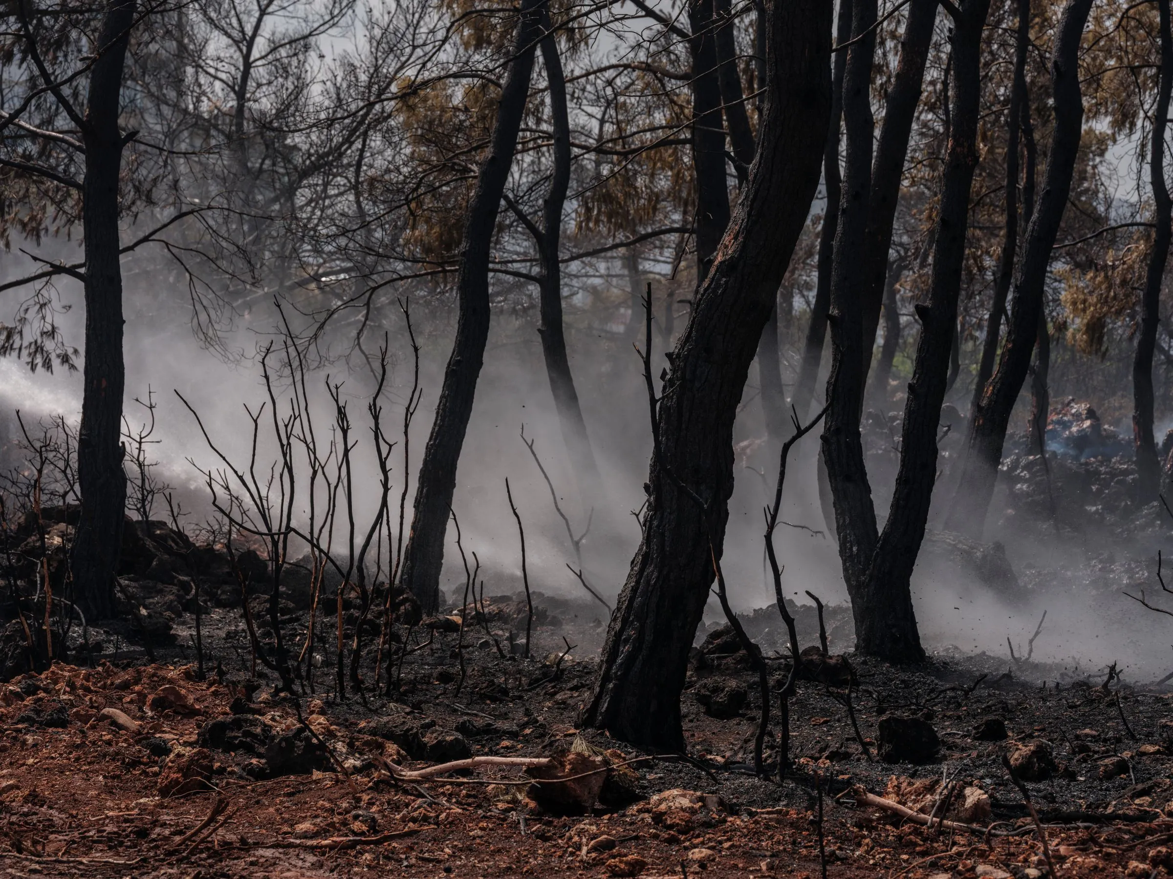 Smoke lingering among trees in a burned forest